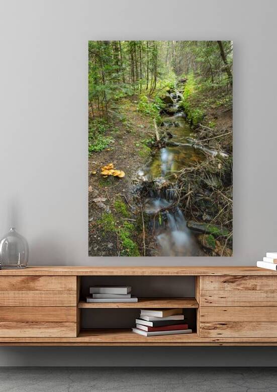 Wild Mushrooms Along Creek by Bo Insogna