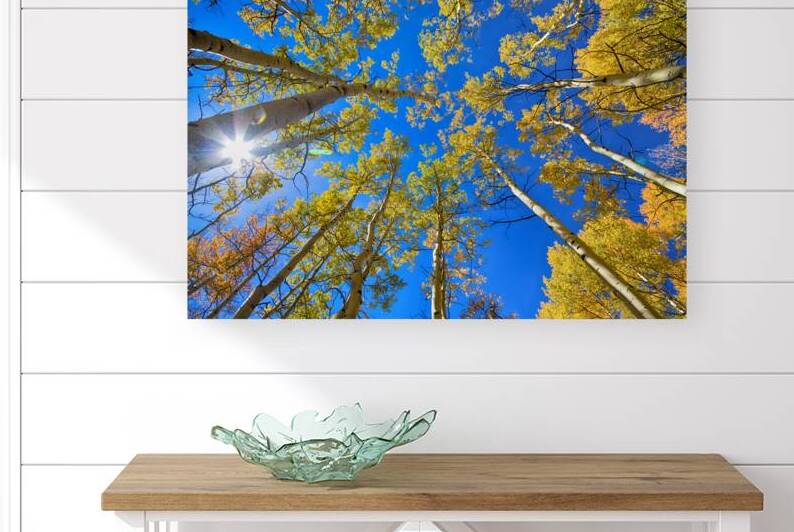 Autumn Aspen Magic Reproduction