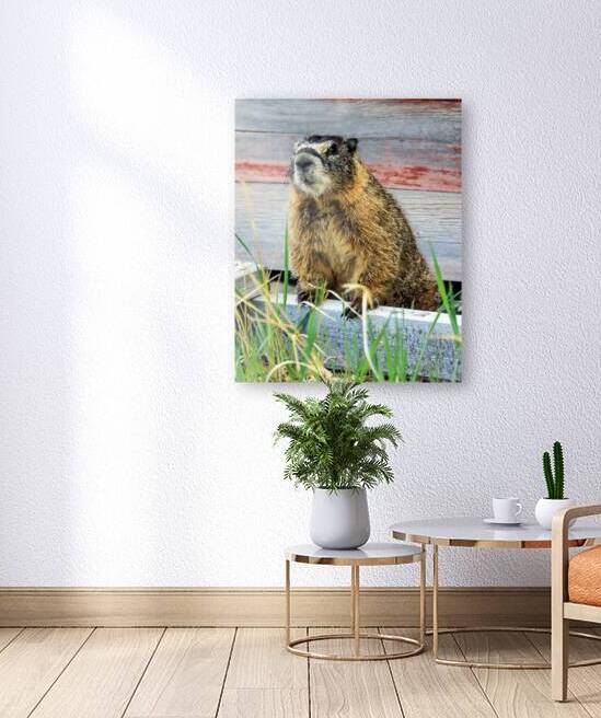 Marmot  by Bo Insogna