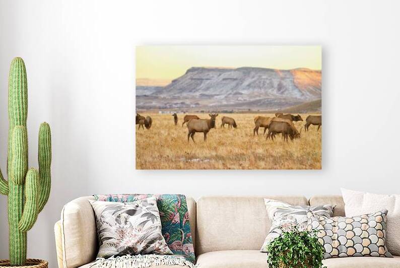 Elk Heard Grazing Rocky Mountain Foothills by Bo Insogna