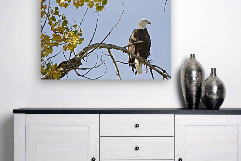 Eagle Watching by Bo Insogna