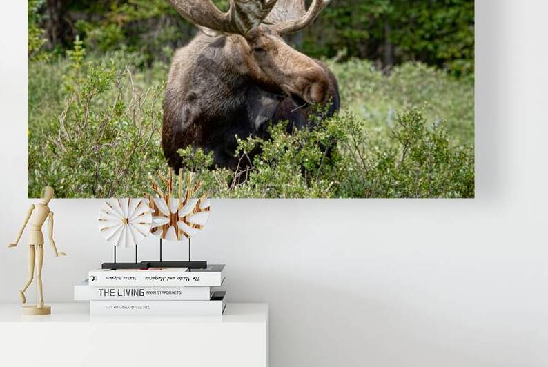 Moose Be Too Cool Reproduction