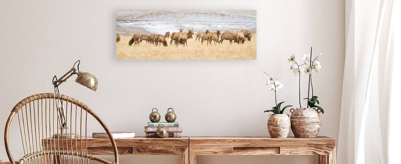 Elk Heard On The Rocky Mountain Foothills   by Bo Insogna