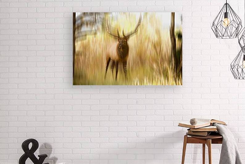 Bull Elk Forest Dreaming by Bo Insogna