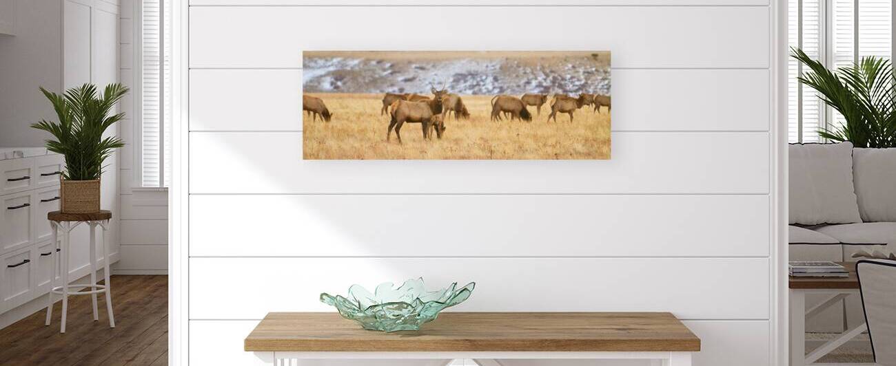 Elk Heard Colorado Foothills Plains Panorama by Bo Insogna