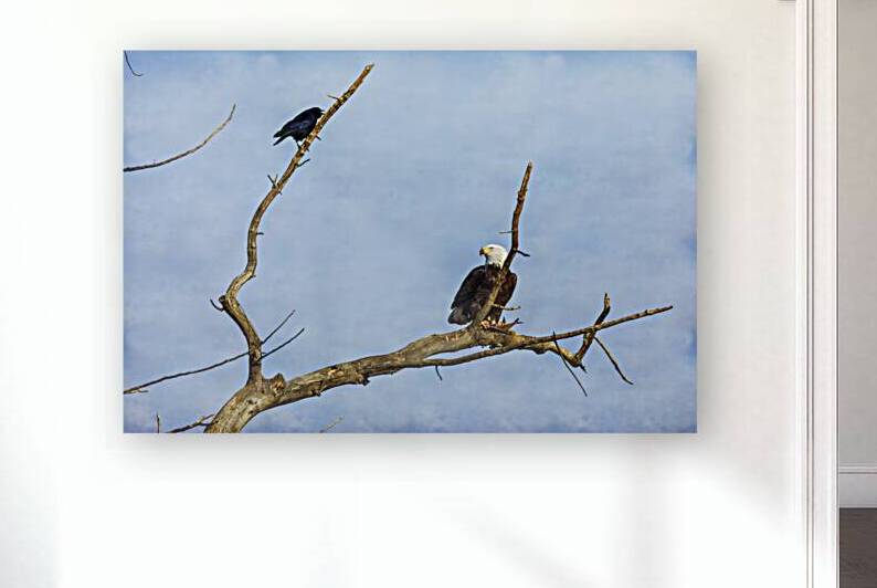 Bald Eagle Crow by Bo Insogna