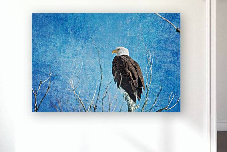 Bald Eagle Blues by Bo Insogna