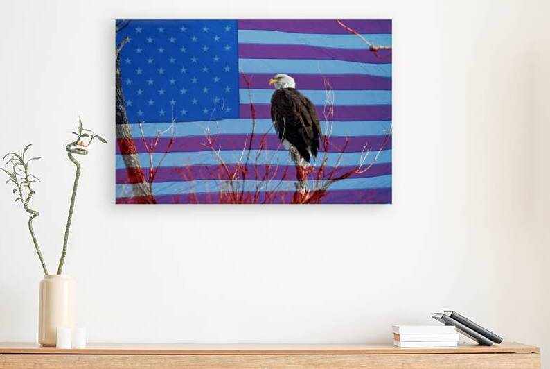 American Bald Eagle 3 by Bo Insogna