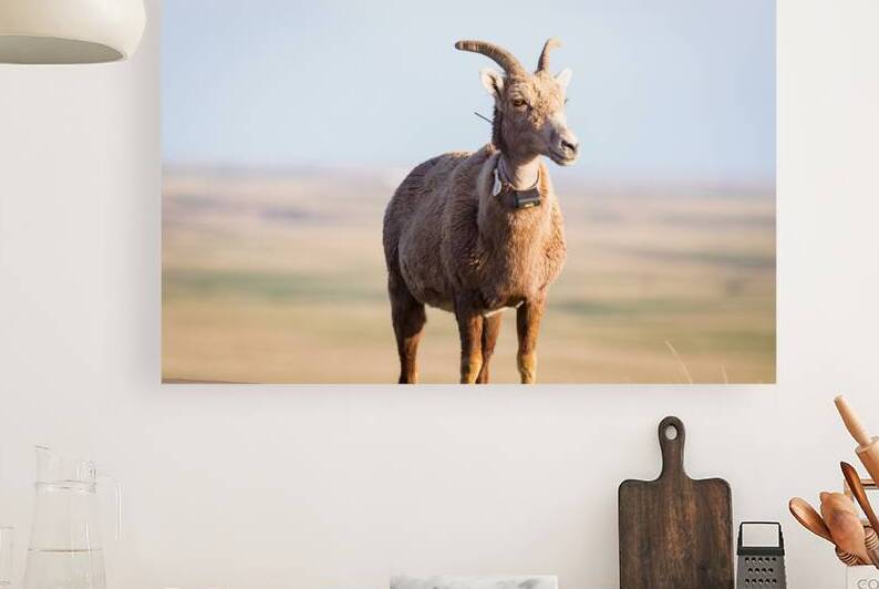 Big Horn Sheep Lucky Number 13 by Bo Insogna