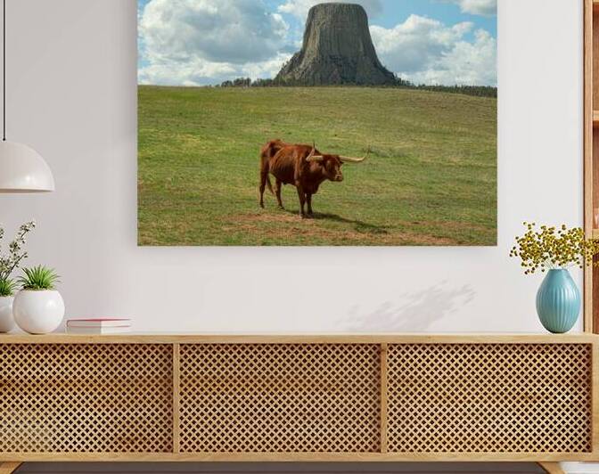 Longhorn Cow Posing at Devils Tower in Wyoming - First US Nation by Bo Insogna