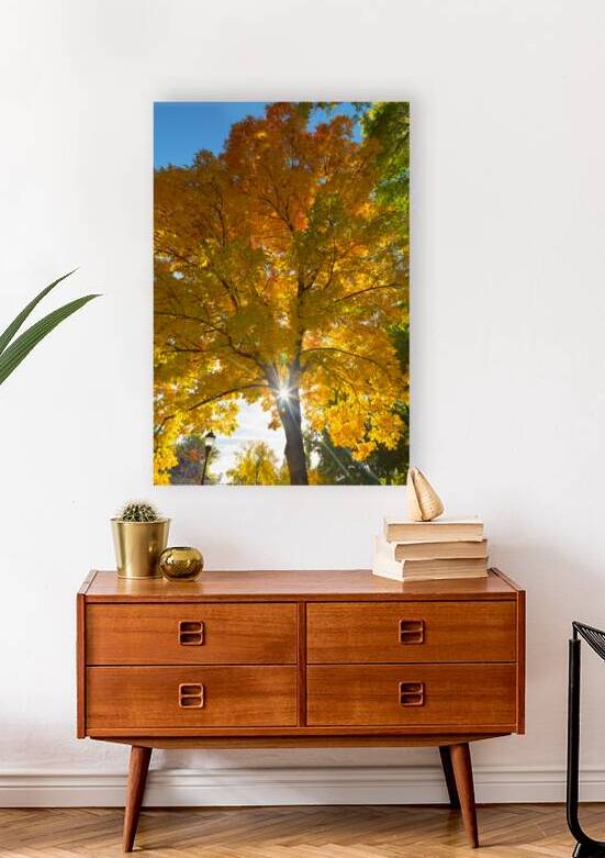 Stunning Autumn Tree Sunlight Through Colorful Leaves by Bo Insogna