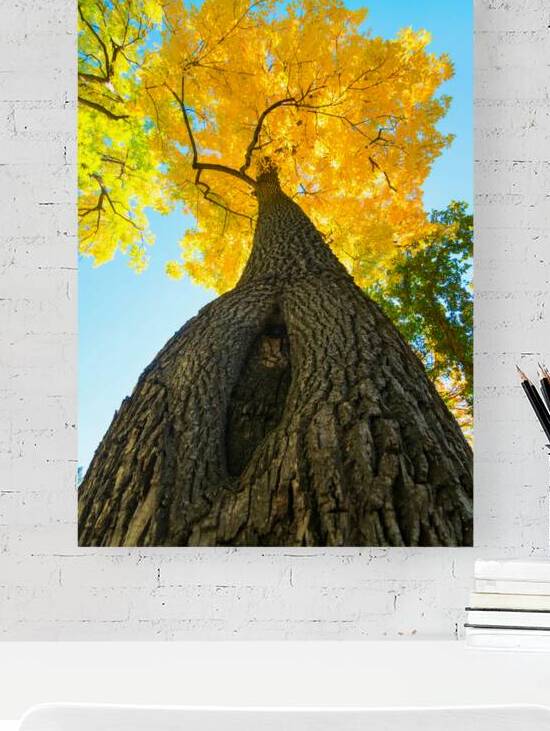 Golden Autumn Tree - Majestic Trunk and Leaves in Fall Splendor by Bo Insogna