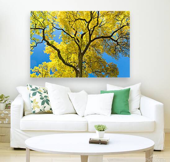 Golden Majesty - A Cottonwoods Radiant Reverie by Bo Insogna