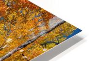 Sunny Colorful Aspen Tree Mix HD Metal print