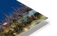Saguaro Cactus Blooms HD Metal print