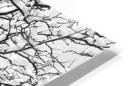 Snowy Tree Black and White HD Metal print