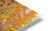 autumn seasons change HD Metal print