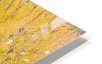 cottonwood autumn colors Impression metal HD