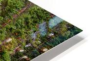 Colorado Rocky Mountain Forest Stream HD Metal print