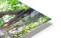 Majestic Magnificent Banyan Tree Portrait HD Metal print