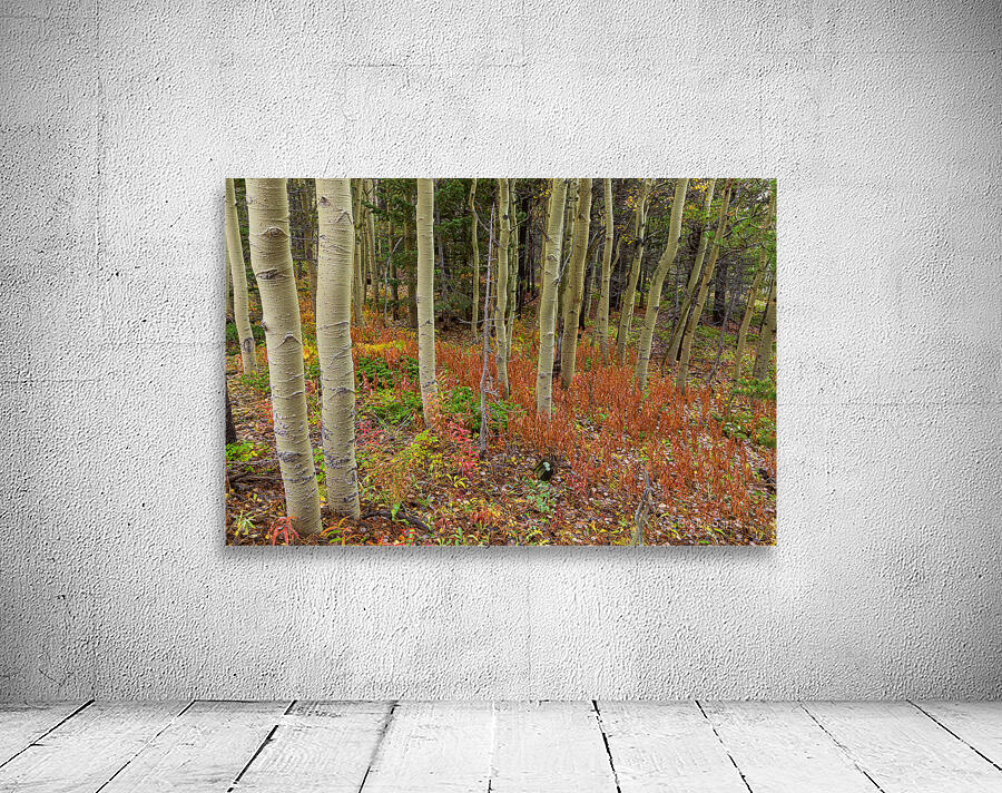 Wilderness Wonderland Wall Preview