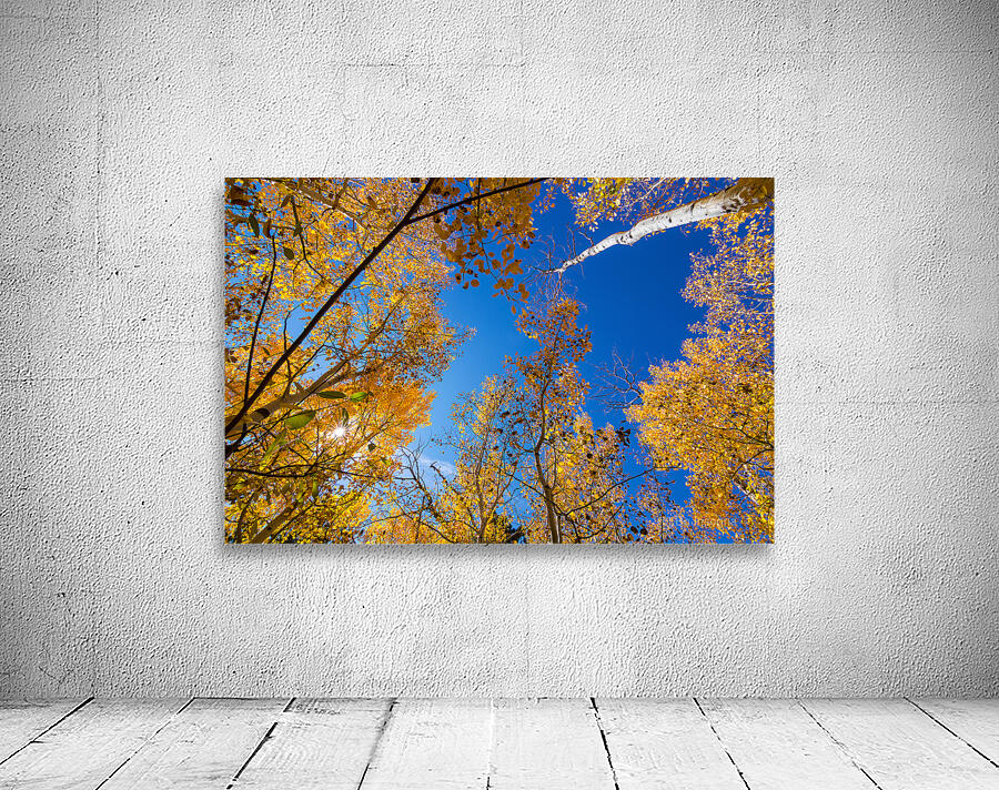 Blue Sky Autumn Bliss Wall Preview