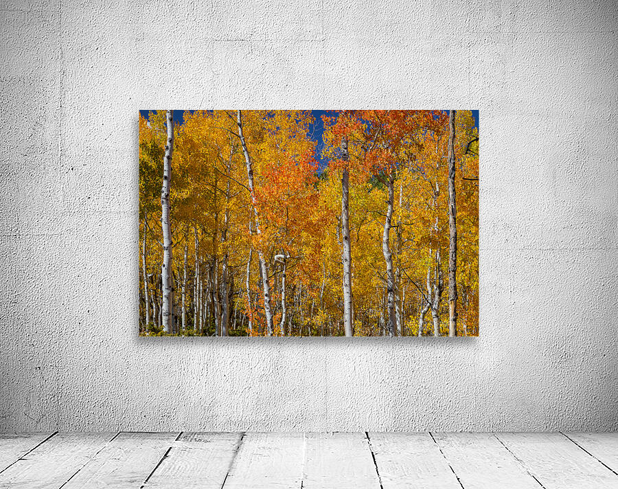 Sunny Colorful Aspen Tree Mix Wall Preview