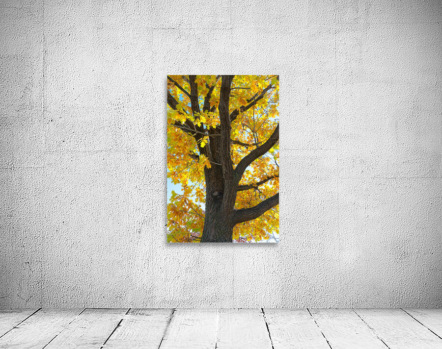 Golden Giggles   When Autumn Leaves Steal the Spotlight Wall Preview