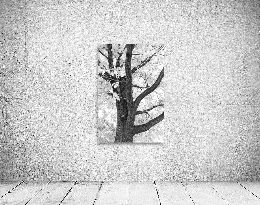 Branching Out in Timeless Black and White Elegance   Wall Preview