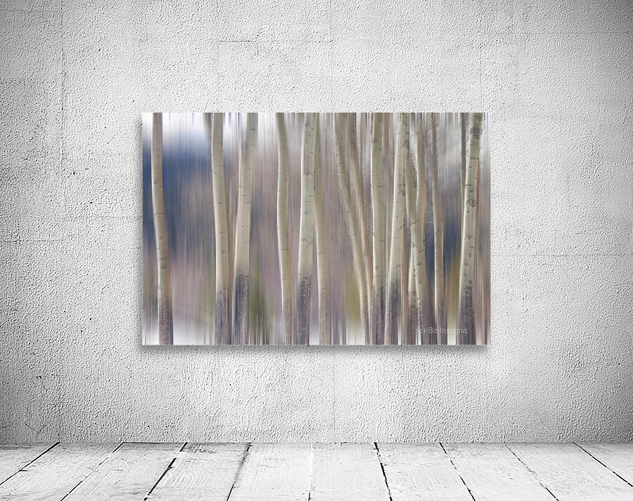 Rocky Mountain Winter Aspent Tree Forest Dream Wall Preview