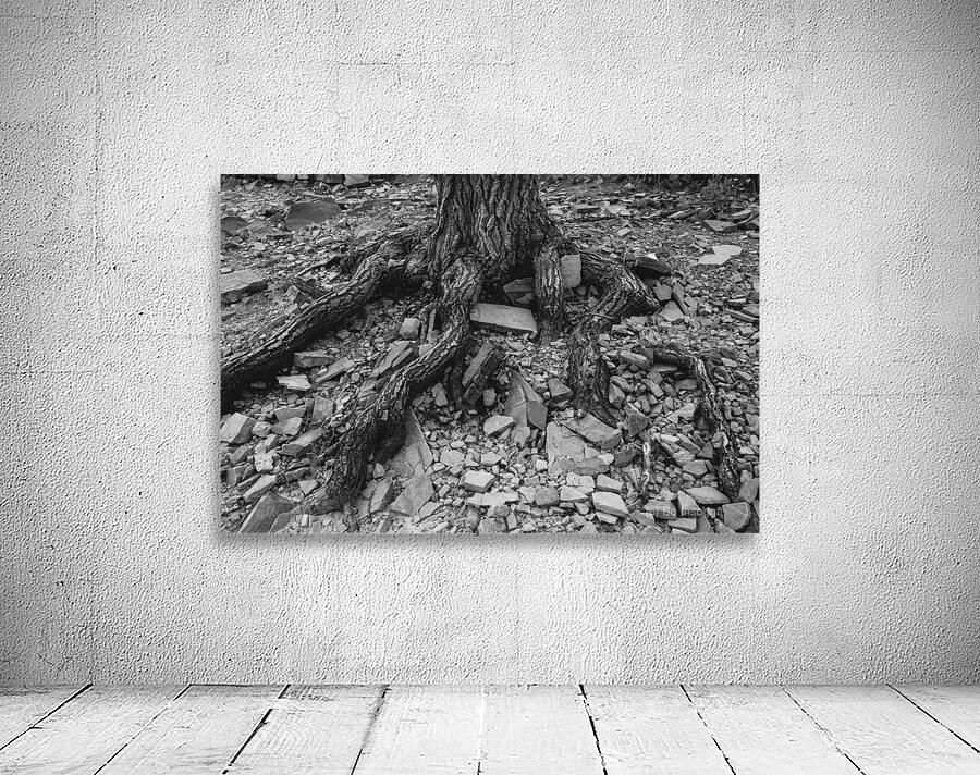 Tree Trunk Roots Exposed Wall Preview