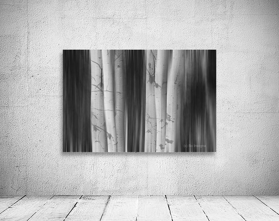 Aspen Tree Colonies Dreaming BW Wall Preview