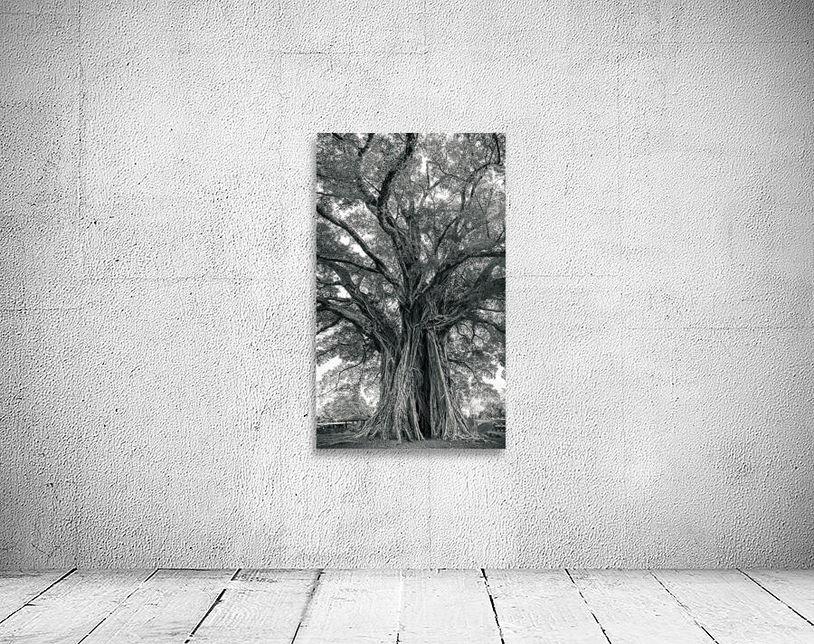 The Ancient Guardian: The 1300 Year Old Balete Tree Wall Preview