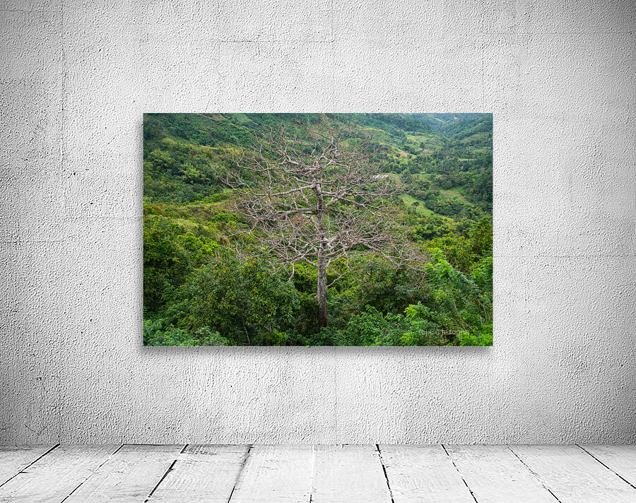 A Bare Tree Amidst Lush Hills Solitary Sentinel Wall Preview