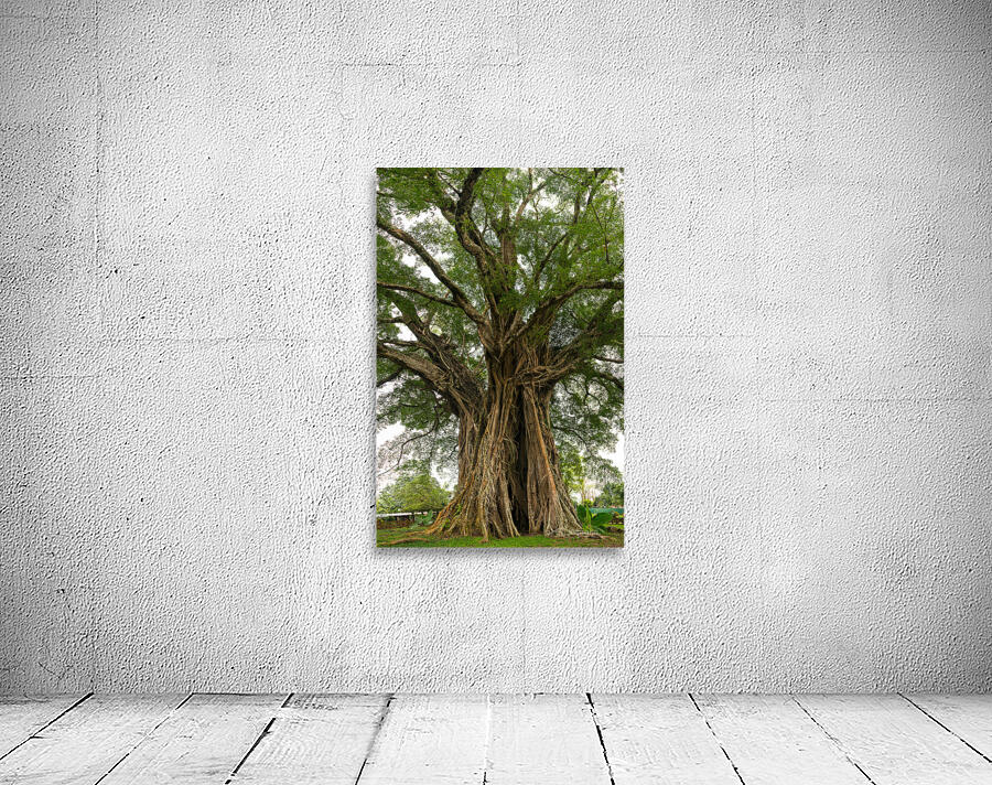 Old Century Tree of Negros Island Wall Preview