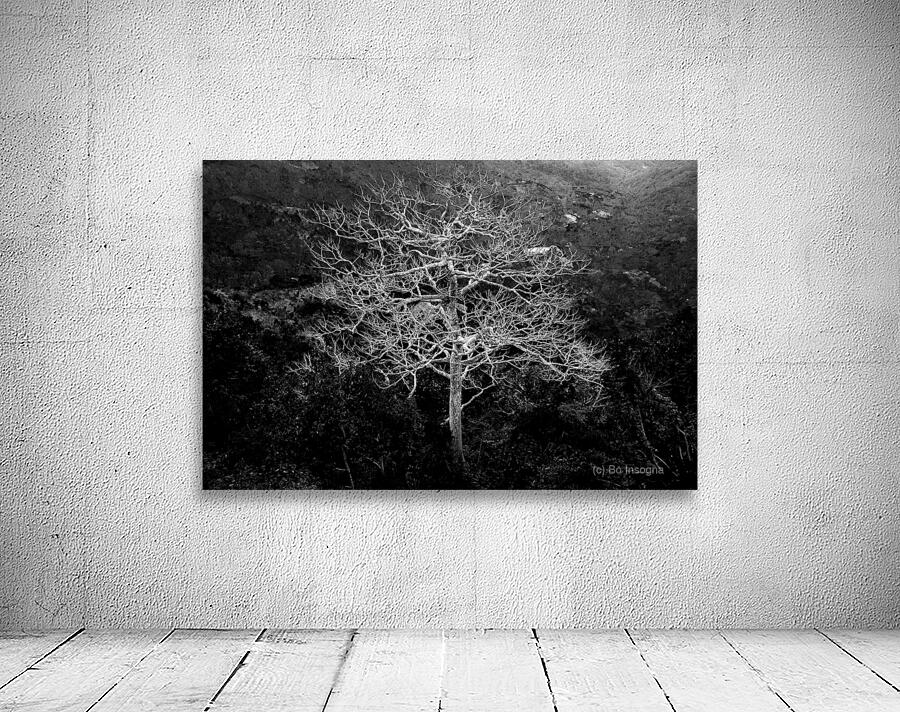 Majestic Solitude of a Bare Tree in Black and White Wall Preview