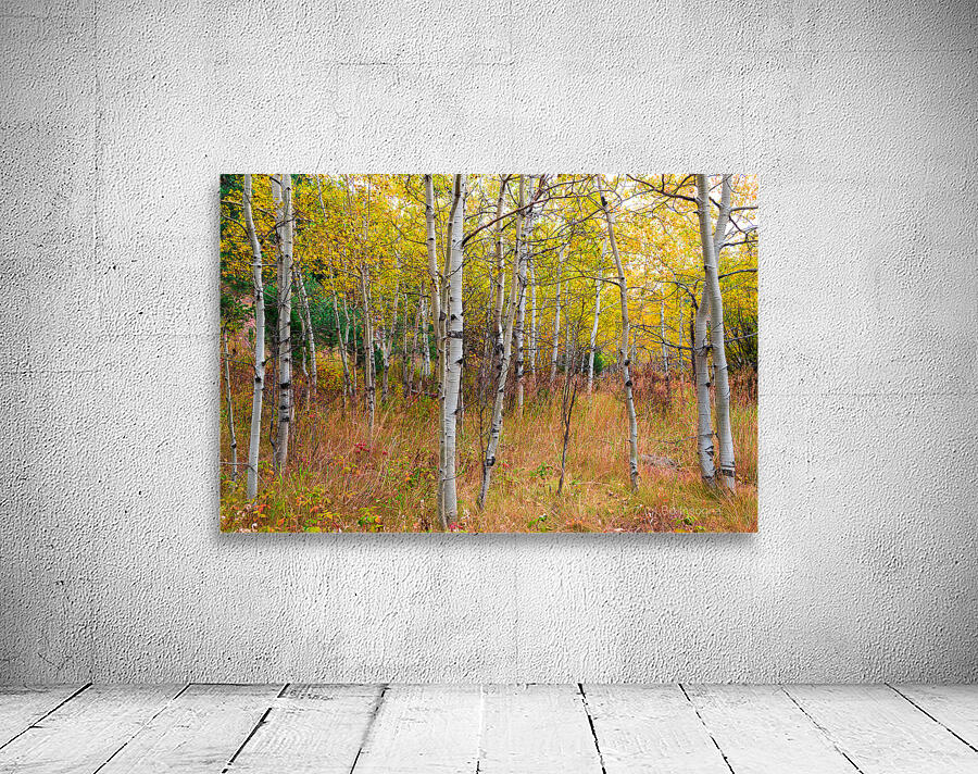 Happy Place In The Woods Wall Preview