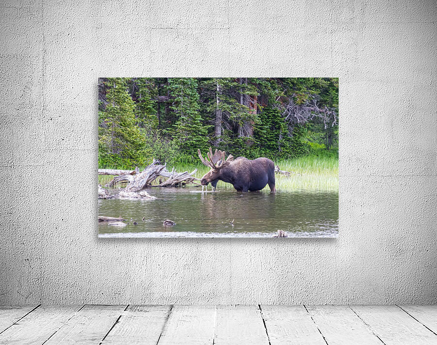 Water Feeding Moose Wall Preview