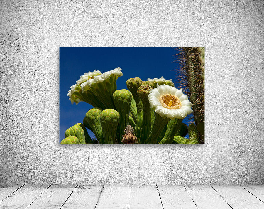 Saguaro Cactus Blooms Wall Preview