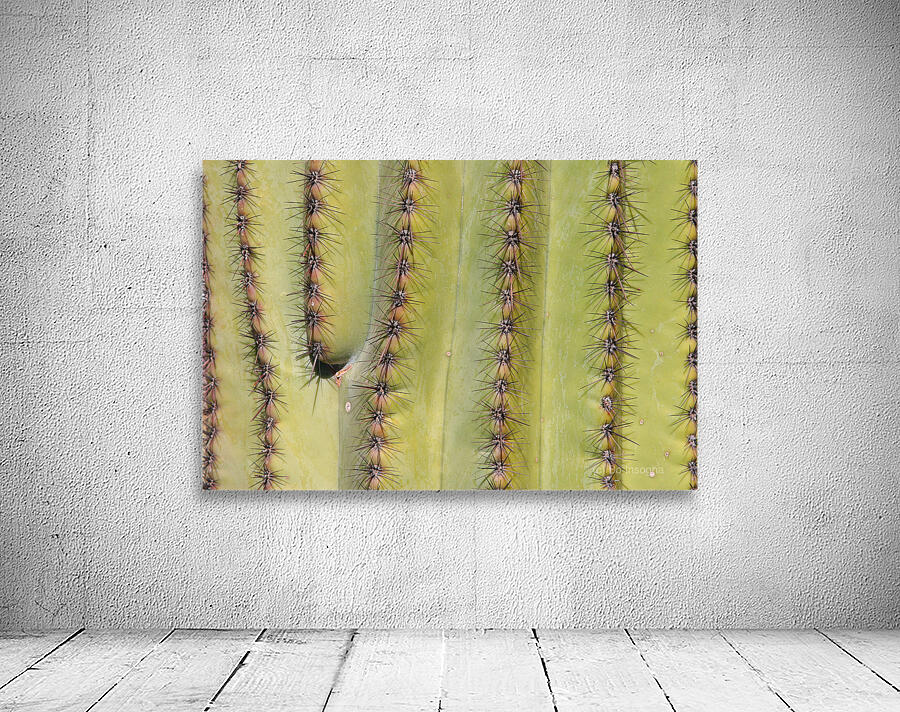 Patterns and Spines of the Desert Sentinel Wall Preview