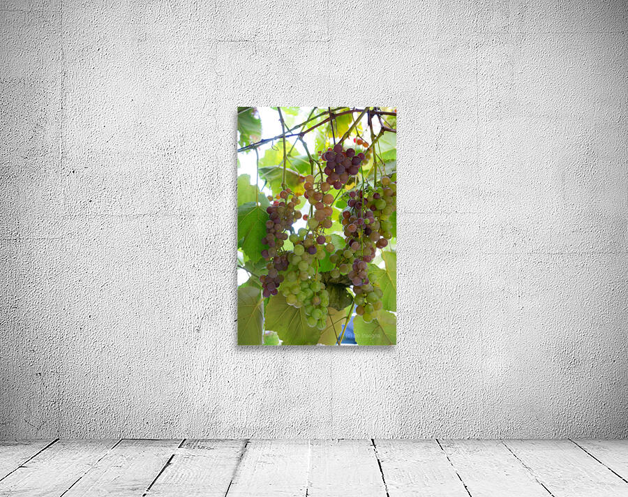 Colorful Grapes on the Vine Fine Art Photography Wall Art Wall Preview