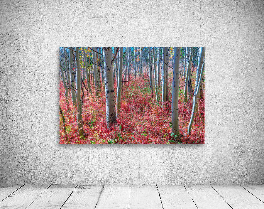 Mystic Red Autumns Fiery Carpet Aspen Grove in Fall Wall Preview