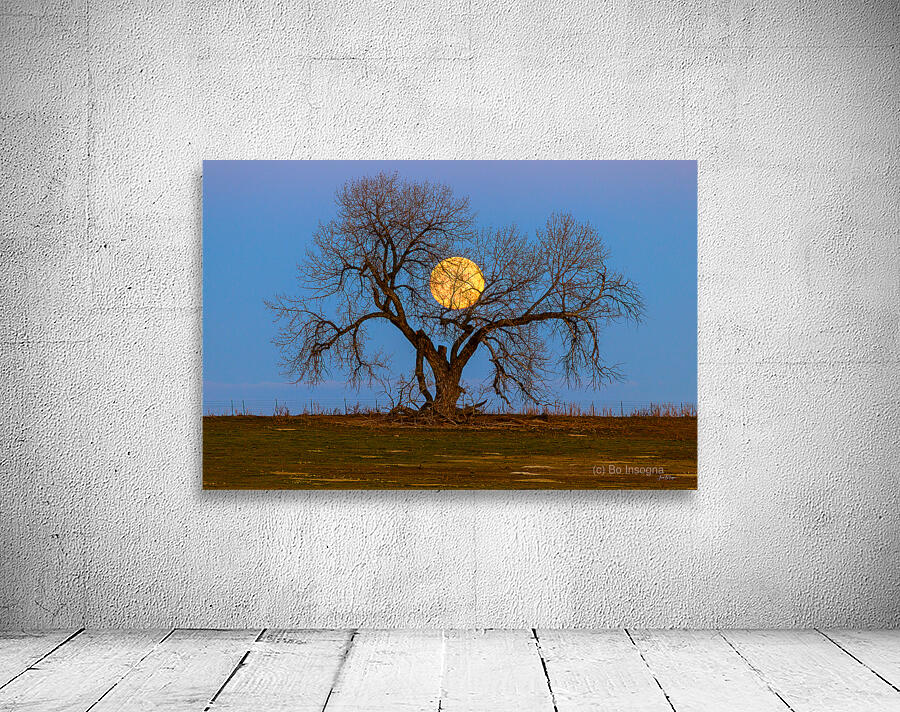 Celestial Sentinel A Supermoons Nocturnal Embrace Wall Preview