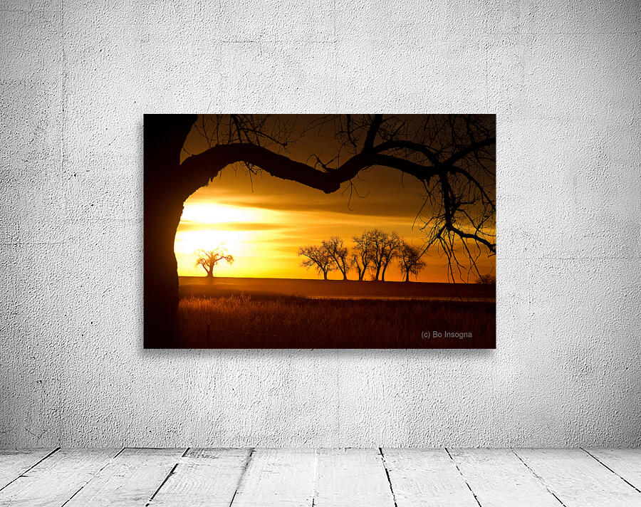 Golden Sunrise with Silhouetted Trees in Meadow Wall Preview