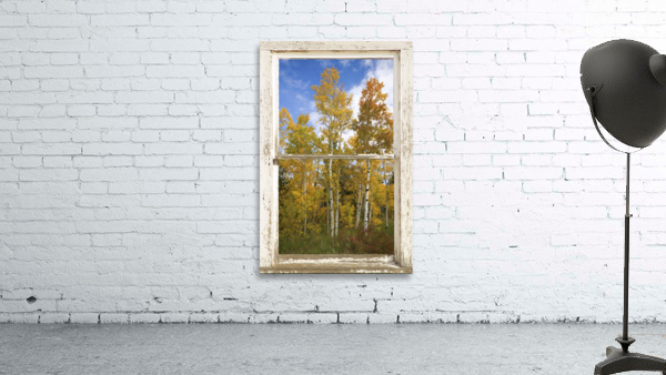 Colorado Autumn Aspens Nature Window View Wall Preview