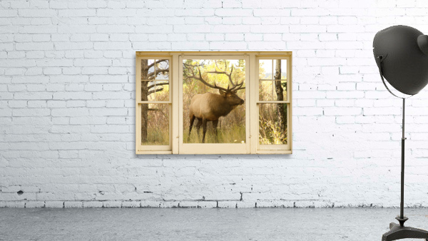 Bull Elk Window View Wall Preview