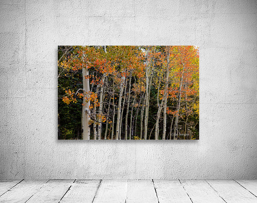 autumn seasons change Wall Preview