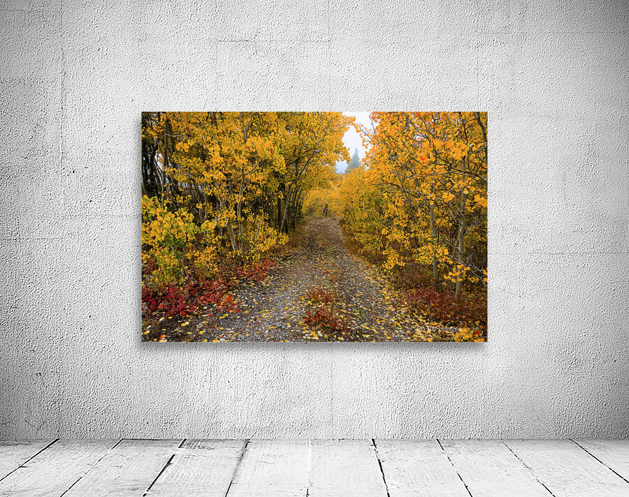 Colorful Autumn Hiking Path Wall Preview