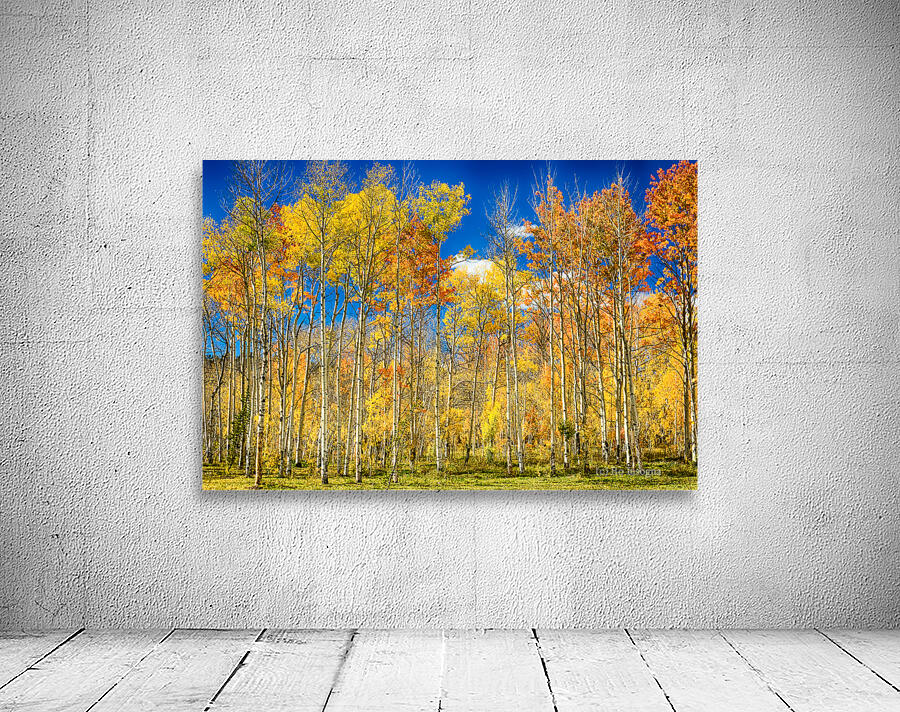 colorful colorado autumn aspen trees Wall Preview