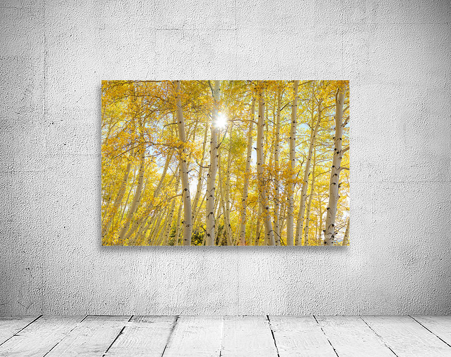 Golden Sunshine Autumn Day Wall Preview